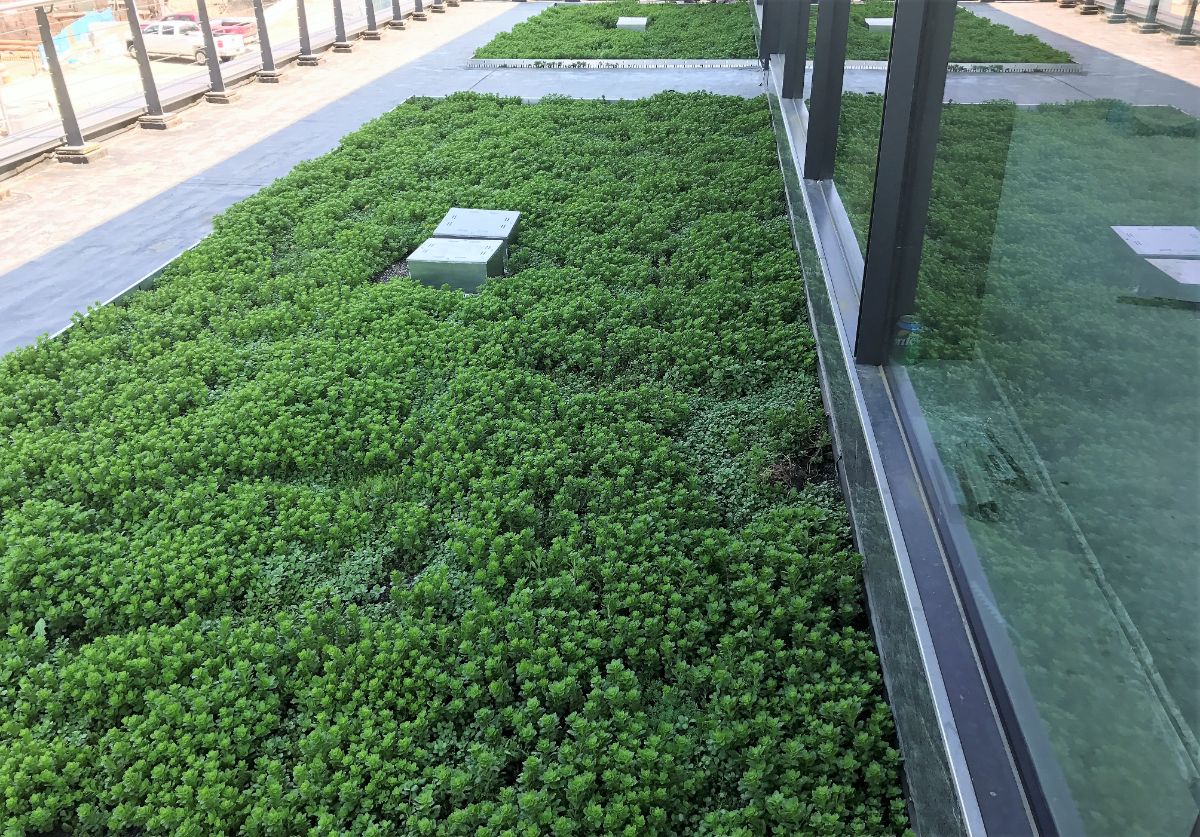 Green Roof